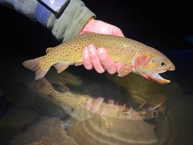 Fly of the Week with @anna_on_the_fly | Dura Jig